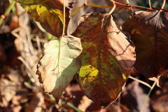 Reynoutria × bohemica