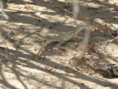 Dipsosaurus dorsalis