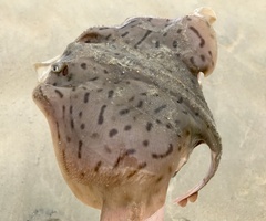 Rostroraja eglanteria