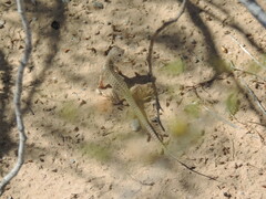 Dipsosaurus dorsalis