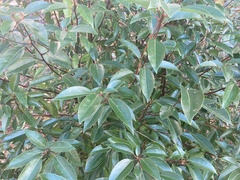 Cinnamomum