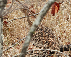 Eupodotis ruficrista