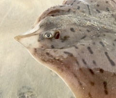 Rostroraja eglanteria