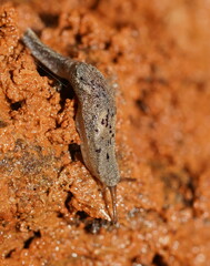 Cystopelta purpurea