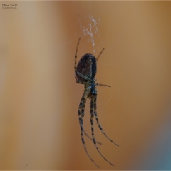 Metellina segmentata