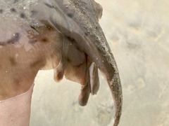 Rostroraja eglanteria