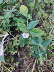 Blepharis maderaspatensis