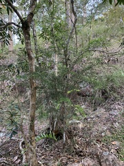 Everistia vacciniifolia
