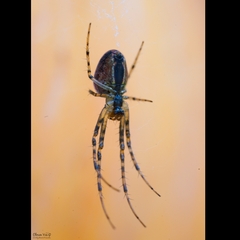 Metellina segmentata