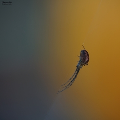 Metellina segmentata