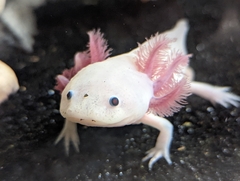 Ambystoma mexicanum
