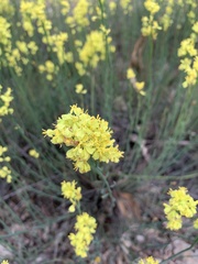 Glischrocaryon behrii