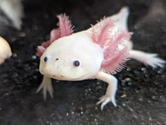 Ambystoma mexicanum