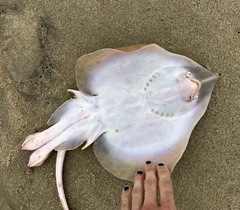 Rostroraja eglanteria