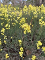 Glischrocaryon behrii