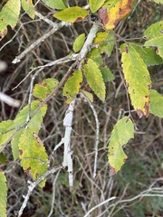 Ulmus alata