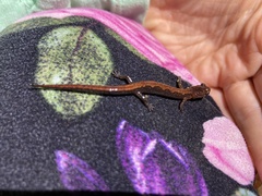 Plethodon dorsalis