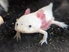 Ambystoma mexicanum