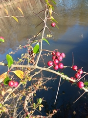 Crataegus crus-galli