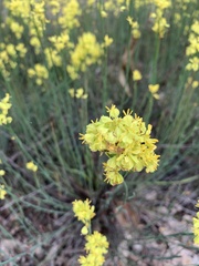 Glischrocaryon behrii