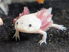 Ambystoma mexicanum