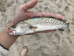 Cynoscion nebulosus