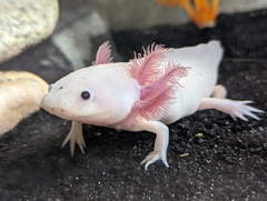 Ambystoma mexicanum