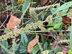 Amaranthus tuberculatus
