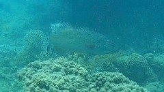 Plectropomus leopardus