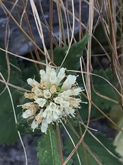 Dipsacoideae