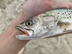 Cynoscion nebulosus