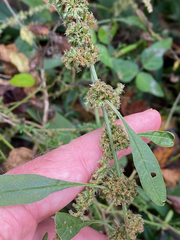Amaranthus tuberculatus