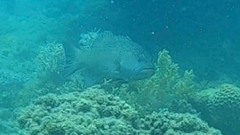 Plectropomus leopardus