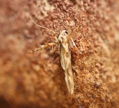 Stathmopoda castanodes