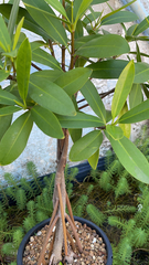 Rhizophora mangle