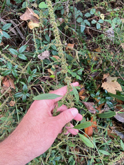 Amaranthus tuberculatus