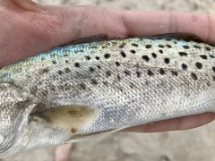 Cynoscion nebulosus