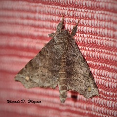 Olceclostera magniplaga