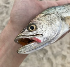 Cynoscion nebulosus