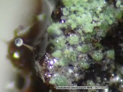 Clastoderma microcarpum
