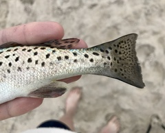 Cynoscion nebulosus