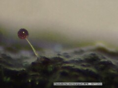 Clastoderma microcarpum