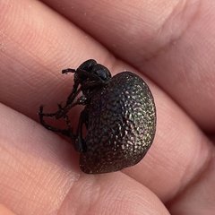 Cysteodemus wislizeni