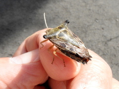 Edessa leucogramma