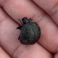 Cysteodemus wislizeni