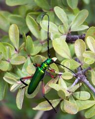 Plinthocoelium suaveolens