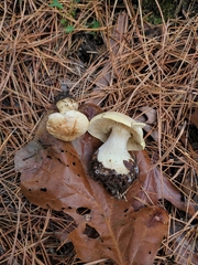 Tricholoma odorum