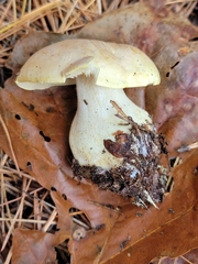Tricholoma odorum