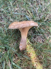Paxillus cuprinus