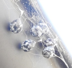 Mastophora cornigera